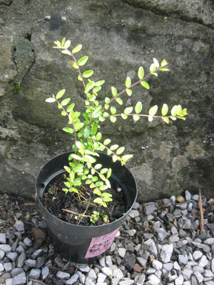 4 x Lonicera Nitida 'Baggesens Gold' Hedging (Box Honeysuckle Tree) bare root plants