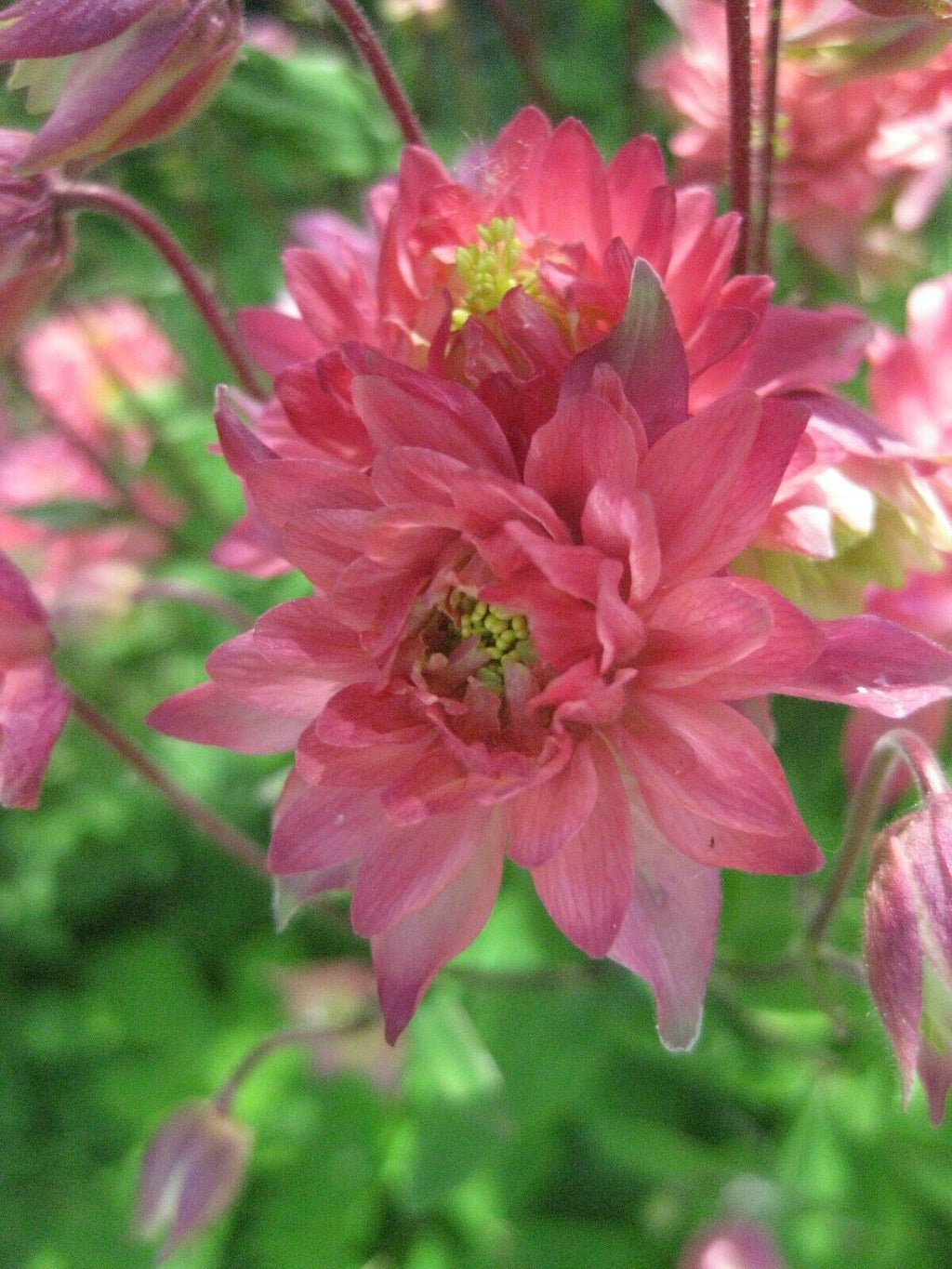 30 x 'Barlow Pink' Aquilegia hardy perennial seeds