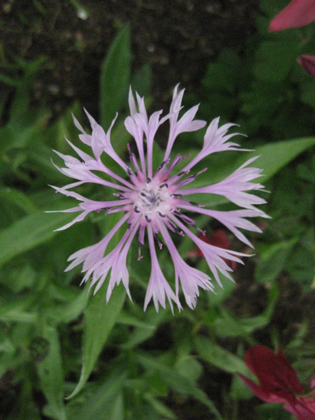 30 x Centaurea Montana 'Bella' Mountain Cornflower hardy perennial seeds