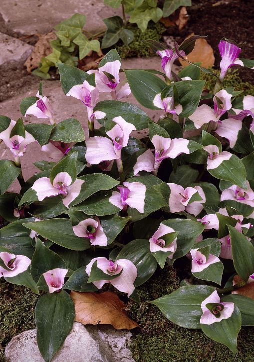 1 x Tradescantia Fluminensis 'Blushing Bride' rooted cutting variegated houseplant