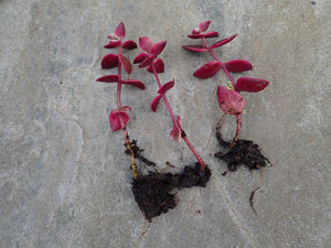 3 x CALICO KITTEN (Crassula Marginalis Rubra Variegata) bare rooted cuttings