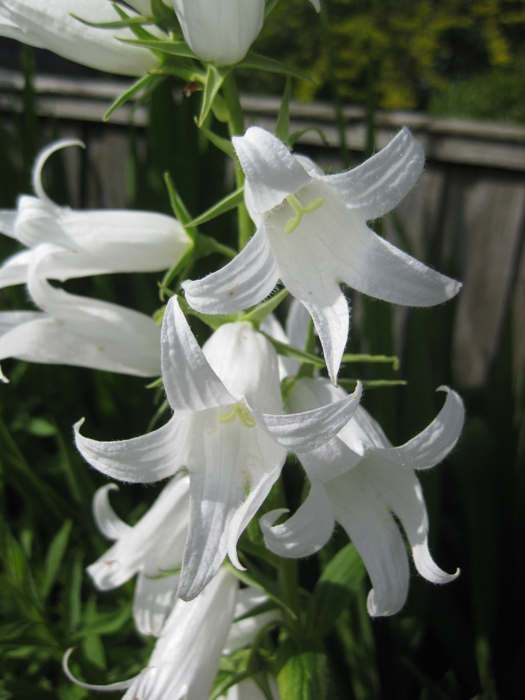 175+ White Campanula Latifolia var macrantha 'Alba' bellflower seeds