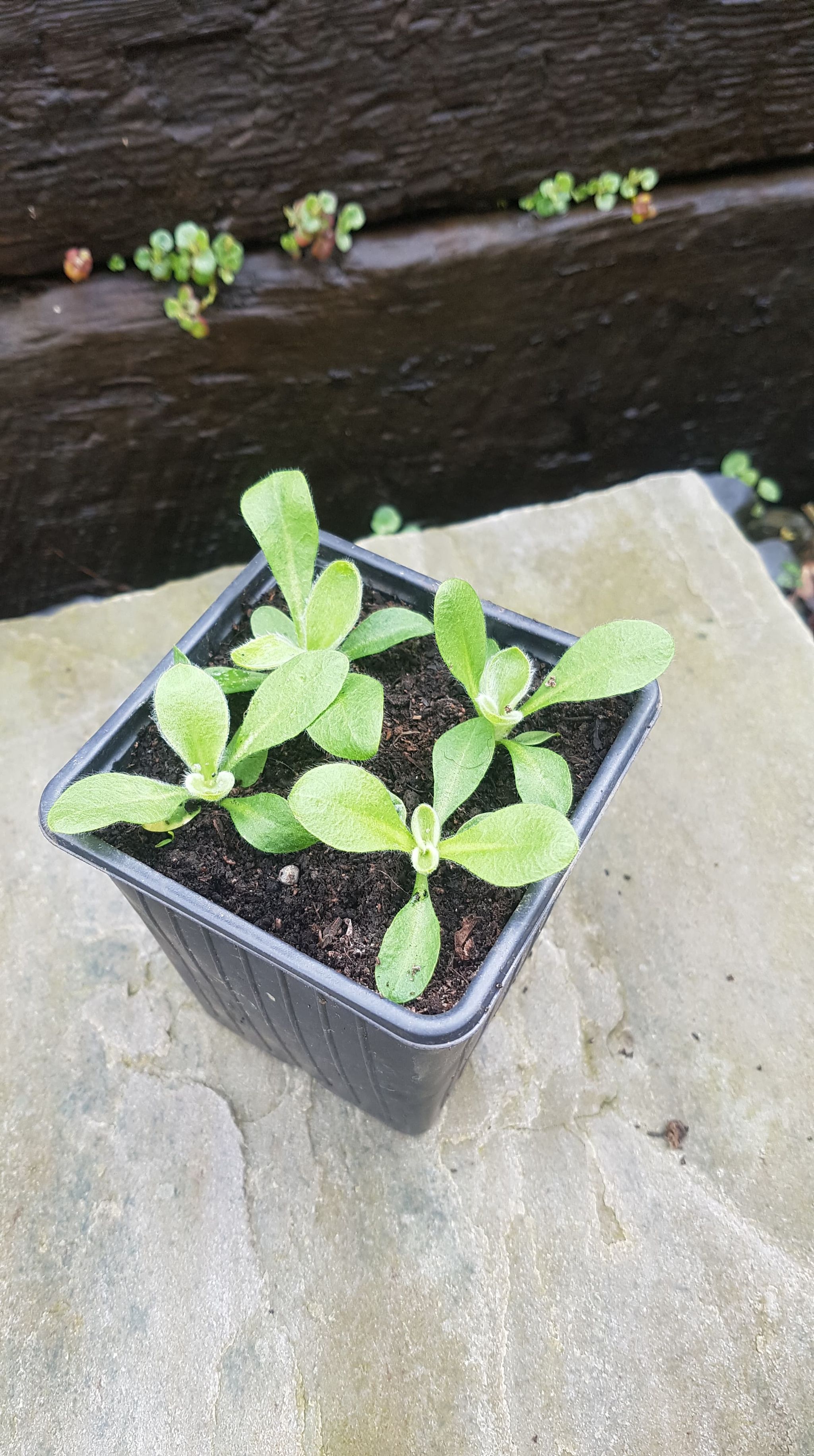 3 x Rose Campion (Lychnis Coronaria) bare root perennial seedlings