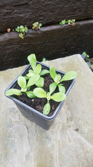 3 x Rose Campion (Lychnis Coronaria) bare root perennial seedlings