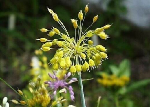 RARELY OFFERED 5 x Allium Flavum (Yellow Flowered Garlic) bulbs, hardy perennial