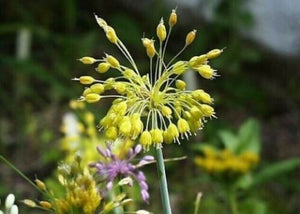 RARELY OFFERED 5 x Allium Flavum (Yellow Flowered Garlic) bulbs, hardy perennial
