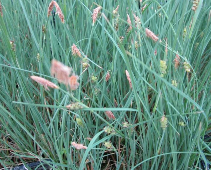 3 x Carex panicea Carnation sedge grass established bare root plants