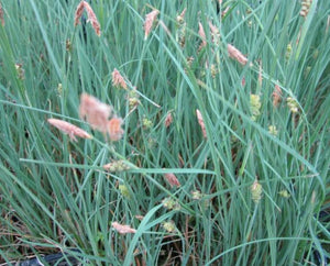 3 x Carex panicea Carnation sedge grass established bare root plants