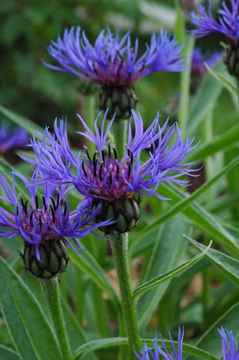 30 x Centaurea Montana Mountain Cornflower hardy perennial seeds