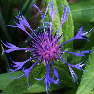 30 x Centaurea Montana Mountain Cornflower hardy perennial seeds