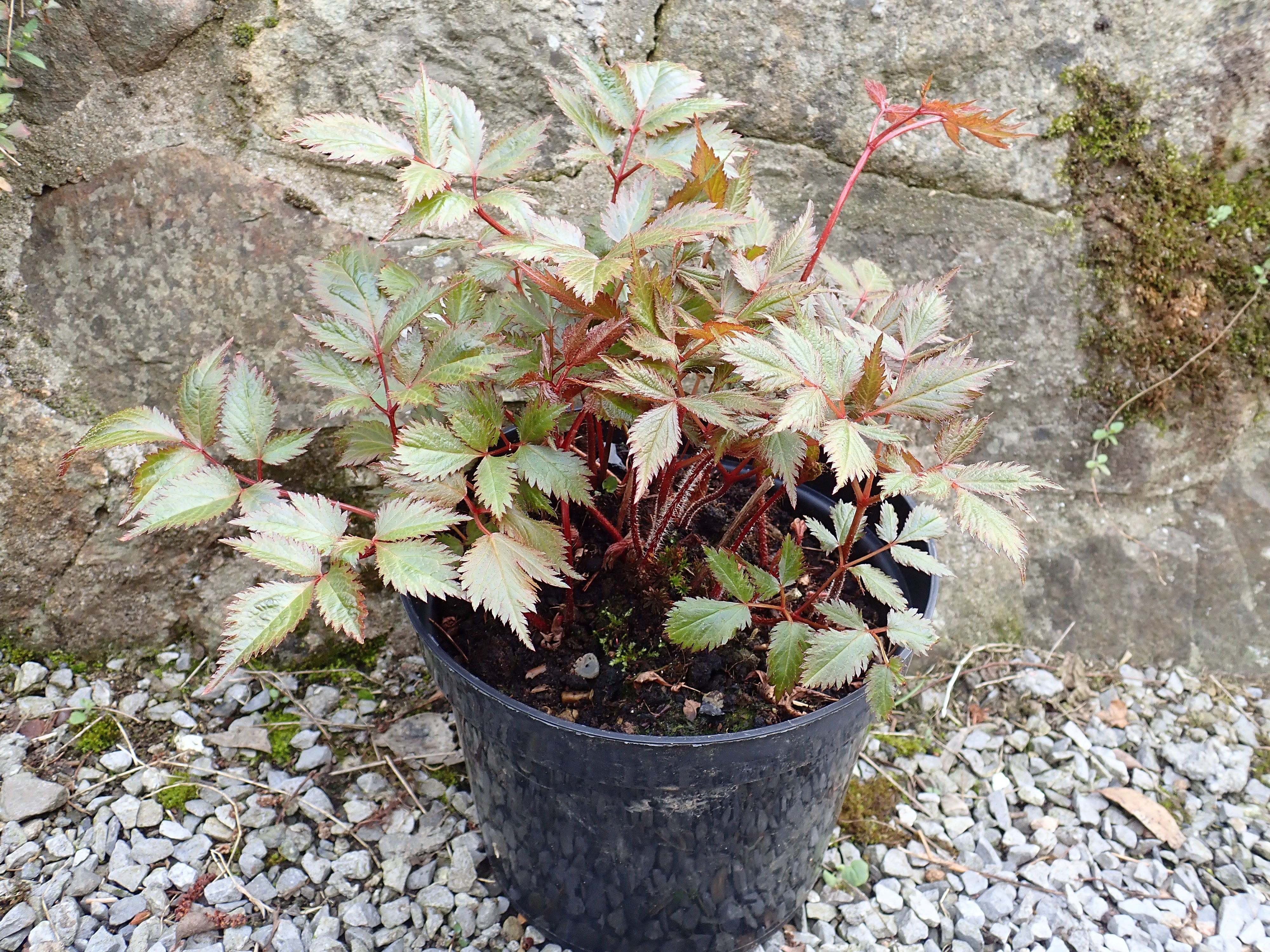 Cerise Astilbe (Japonica Hybrid) established bare root plant