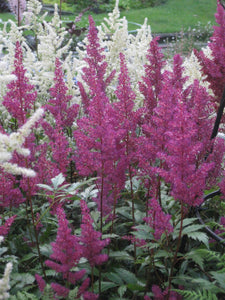 Cerise Astilbe (Japonica Hybrid) established bare root plant