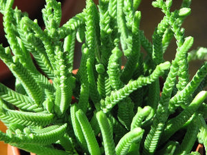 3 x Crassula muscosa var. monstruosal bare rooted 'Watch Chain' young plants