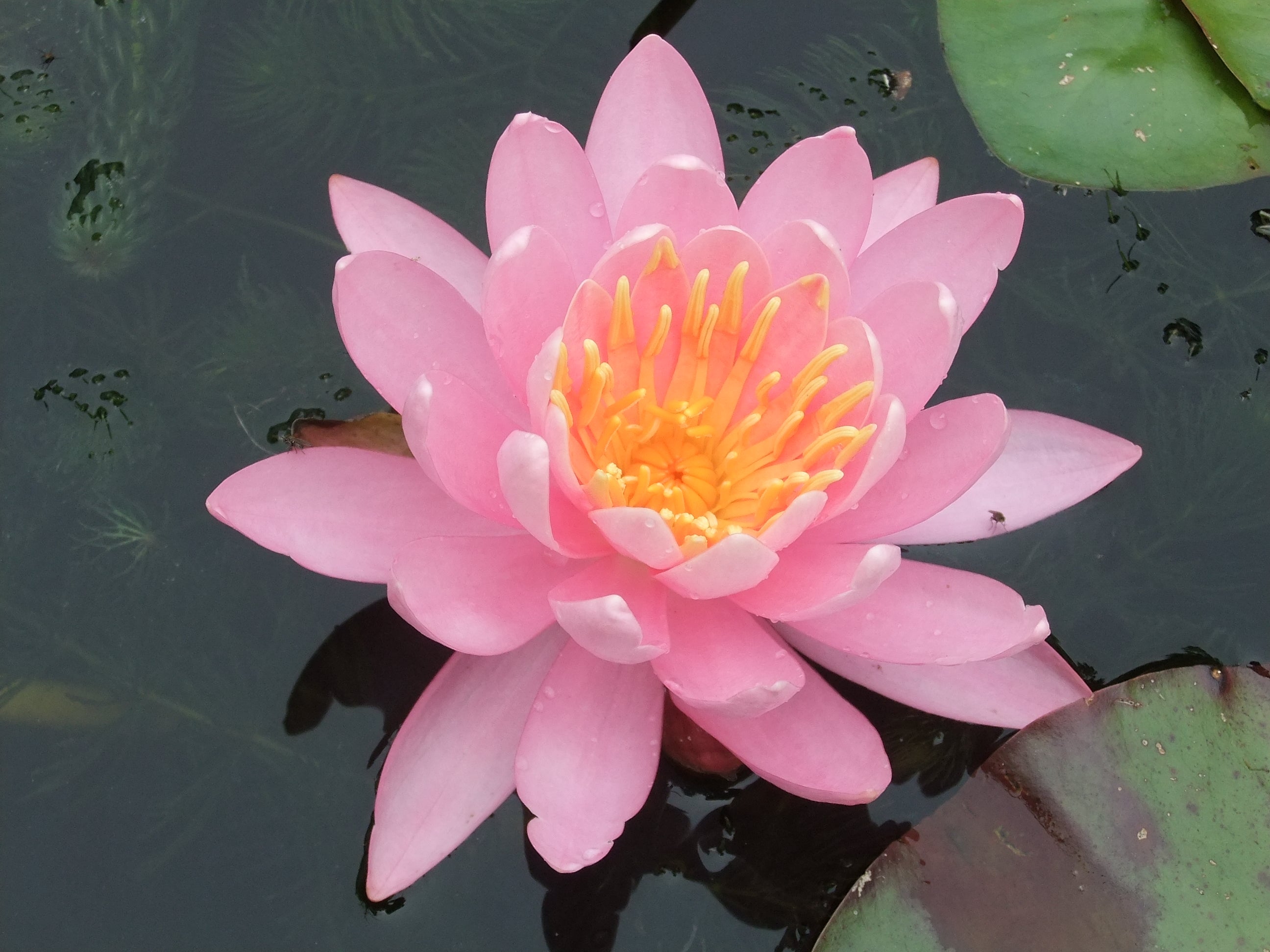 Pink Nymphaea water lily: Small - Medium aquatic garden & pond plant