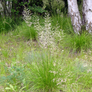 3 x Tufted Hair (Deschampsia cespitosa) evergreen ornamental young grass