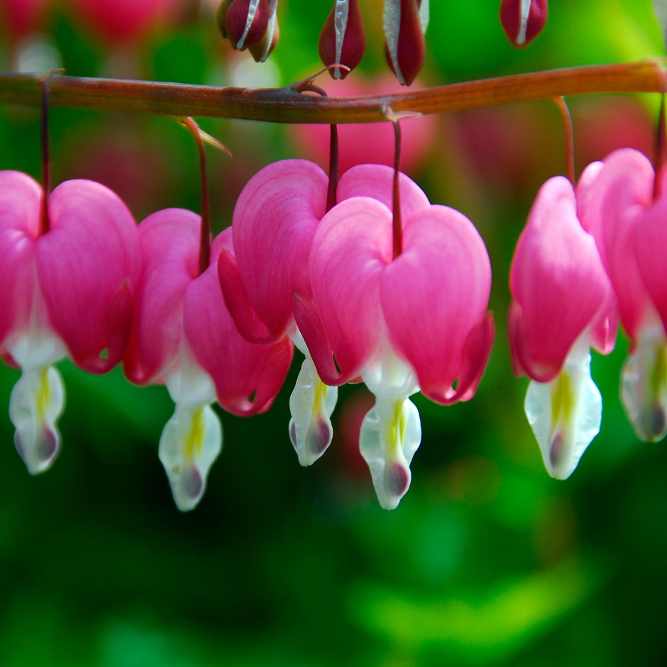 10 x Dicentra spectabilis 'Bleeding Heart' hardy perennial seeds