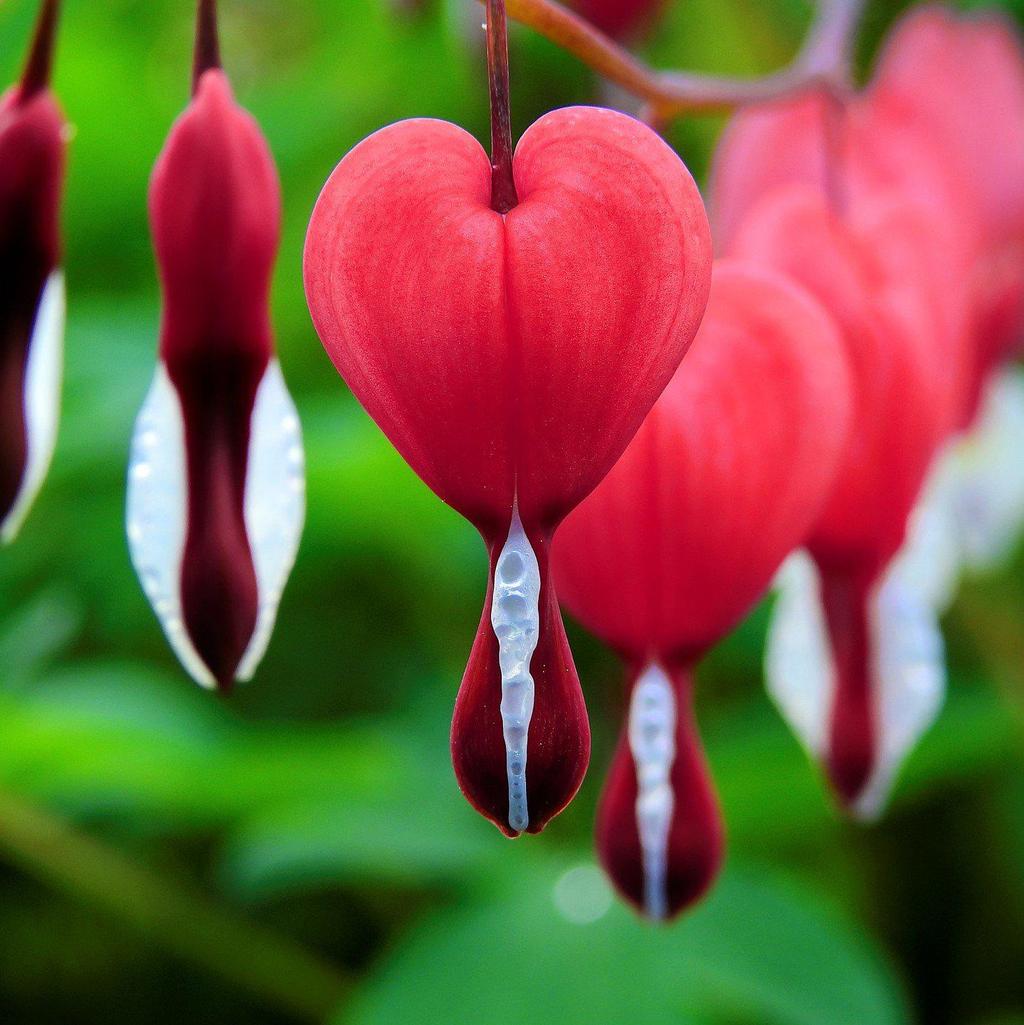 10 x Dicentra spectabilis 'Valentine' Red Bleeding Heart hardy perennial seeds