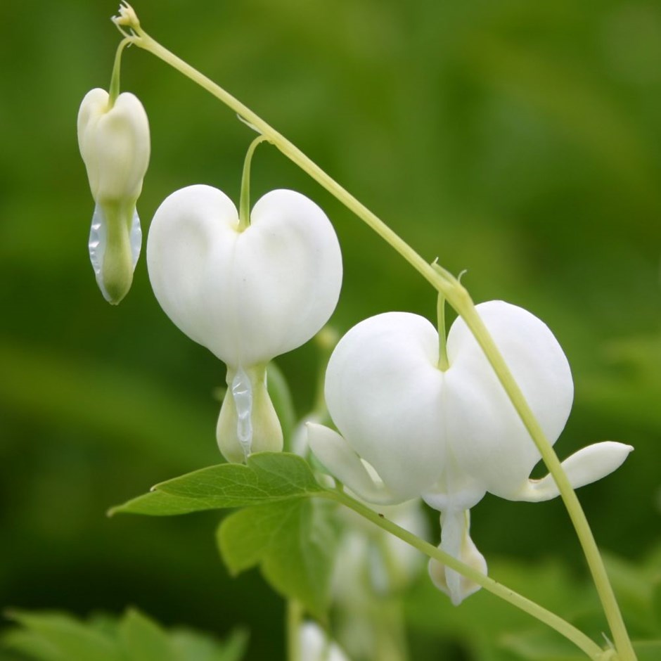 10 x Dicentra spectabilis 'Alba' White Bleeding Heart hardy perennial seeds