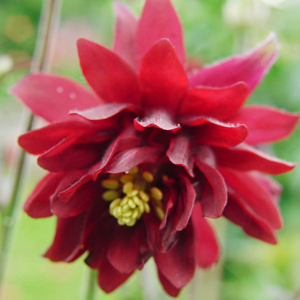 30 x Aquilegia Vulgaris 'Double Rubies' hardy perennial seeds