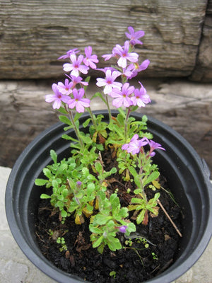 1g (approx 5000) Fairy Foxglove (Erinus Alpinus) mixed white & purple seeds