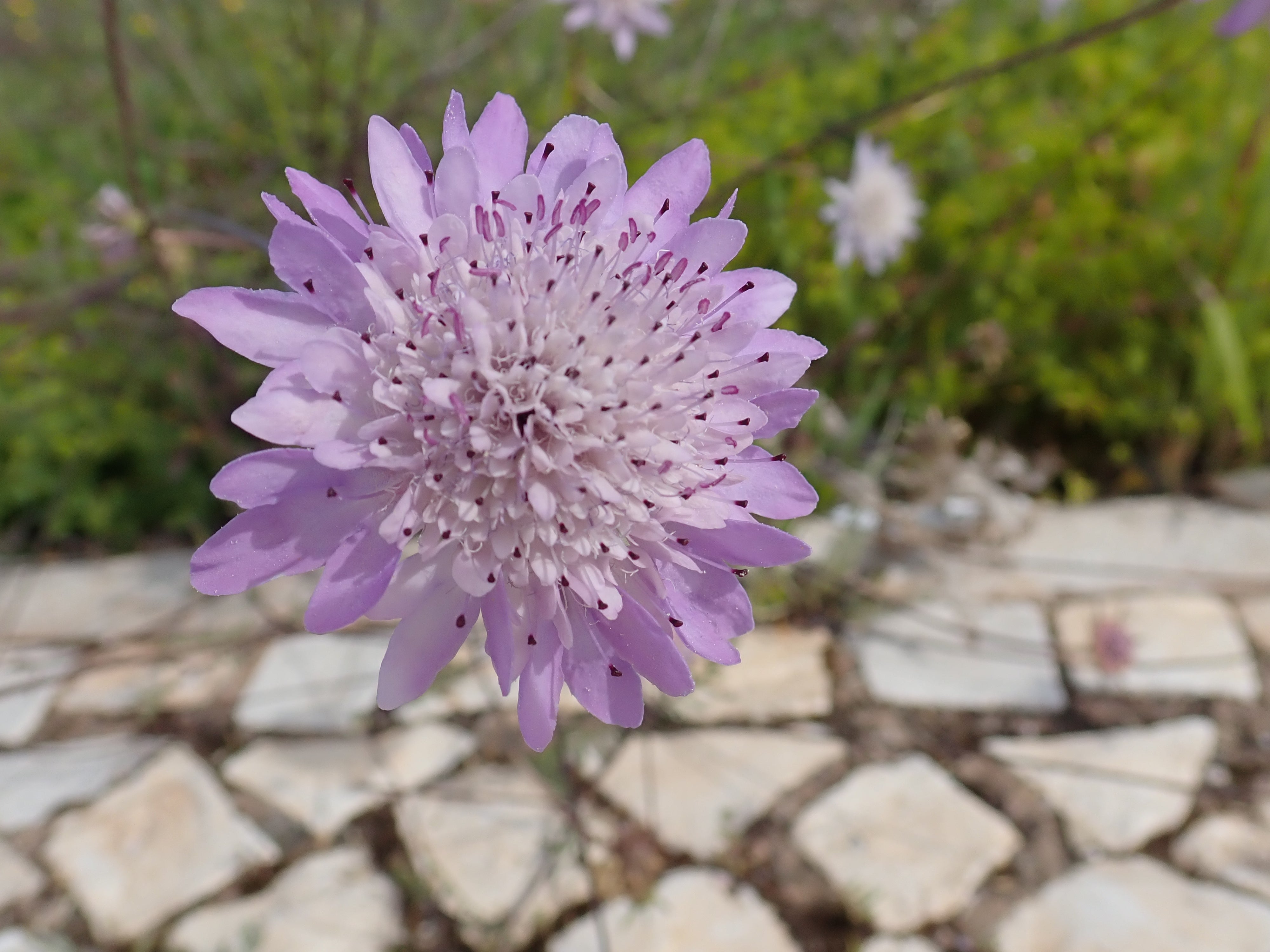 3 Field Scabious (Knautia arvensis) BARE ROOT perennial wildflower plug plants