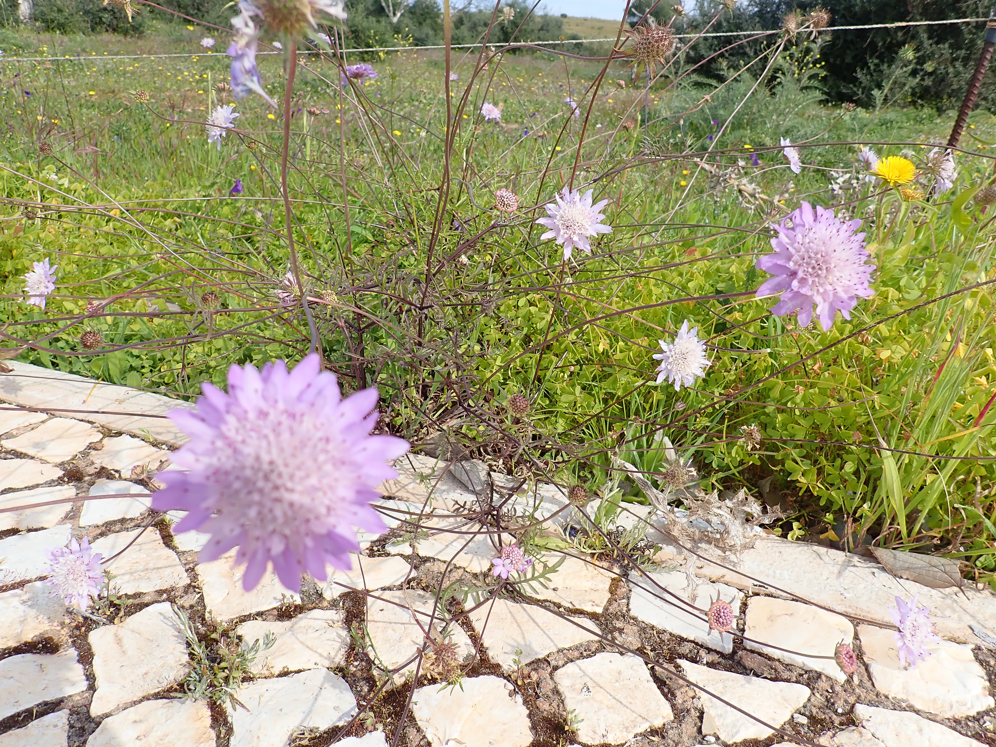 3 Field Scabious (Knautia arvensis) BARE ROOT perennial wildflower plug plants