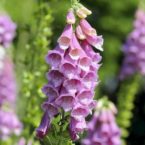 1g (approx 5000) British Native Wildflower Foxglove (Digitalis Purpurea) seeds