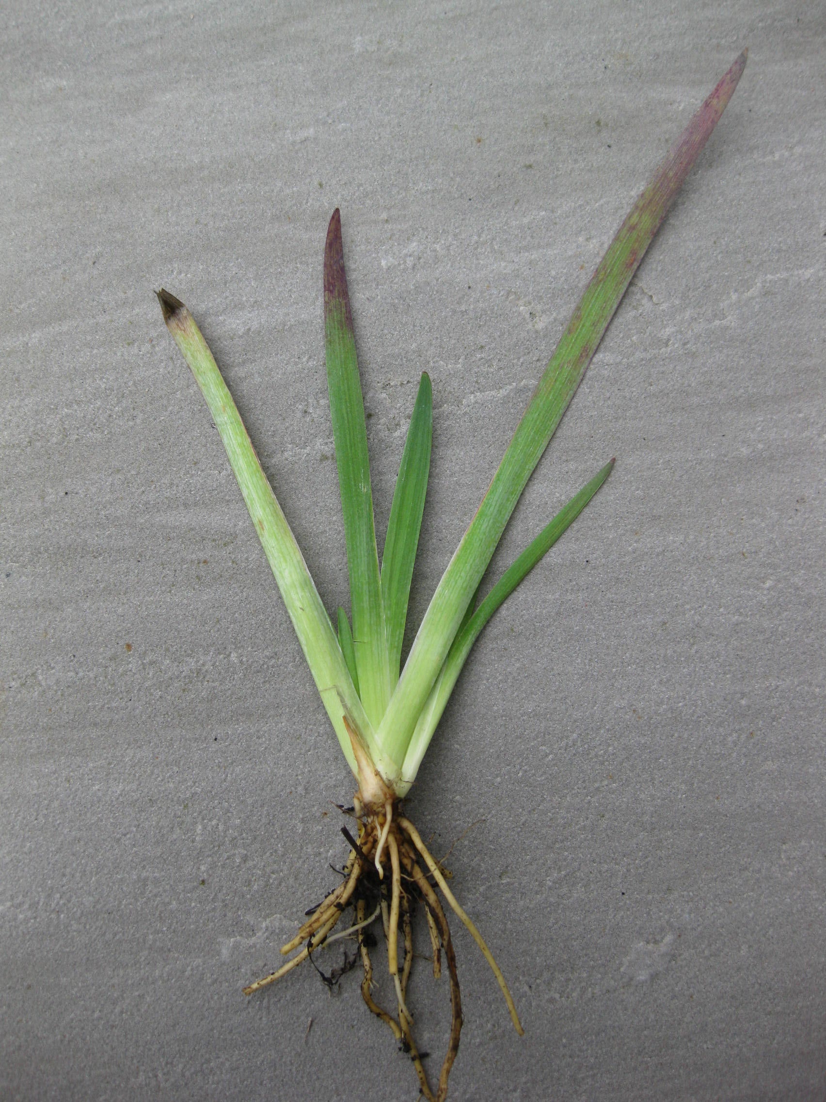 7 x Sisyrinchium Golden Eyed Grass (californicum brachypus) bare root plants