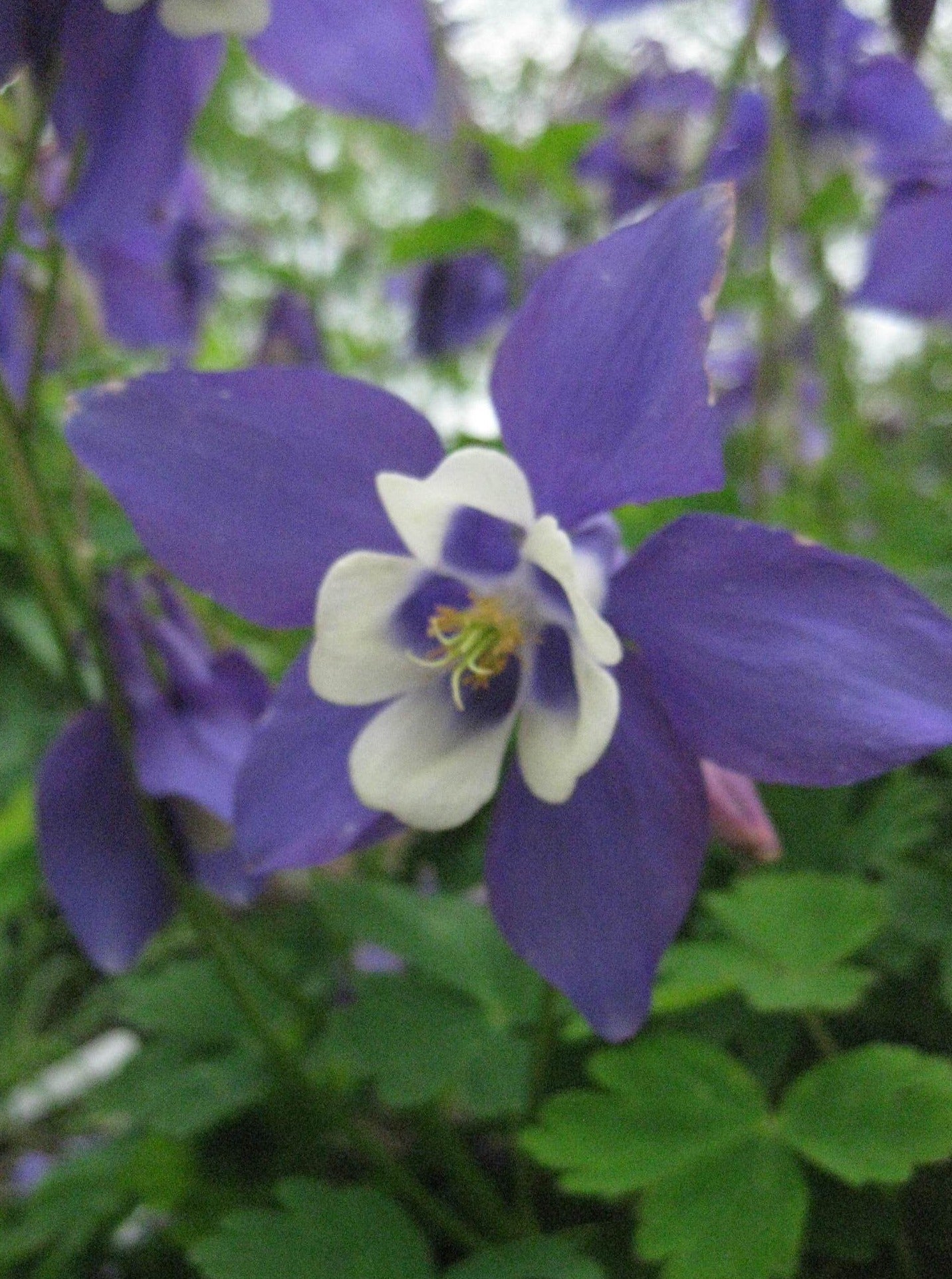 20 x 'Spring Magic Navy & White' Aquilegia Caerulea hardy perennial seeds