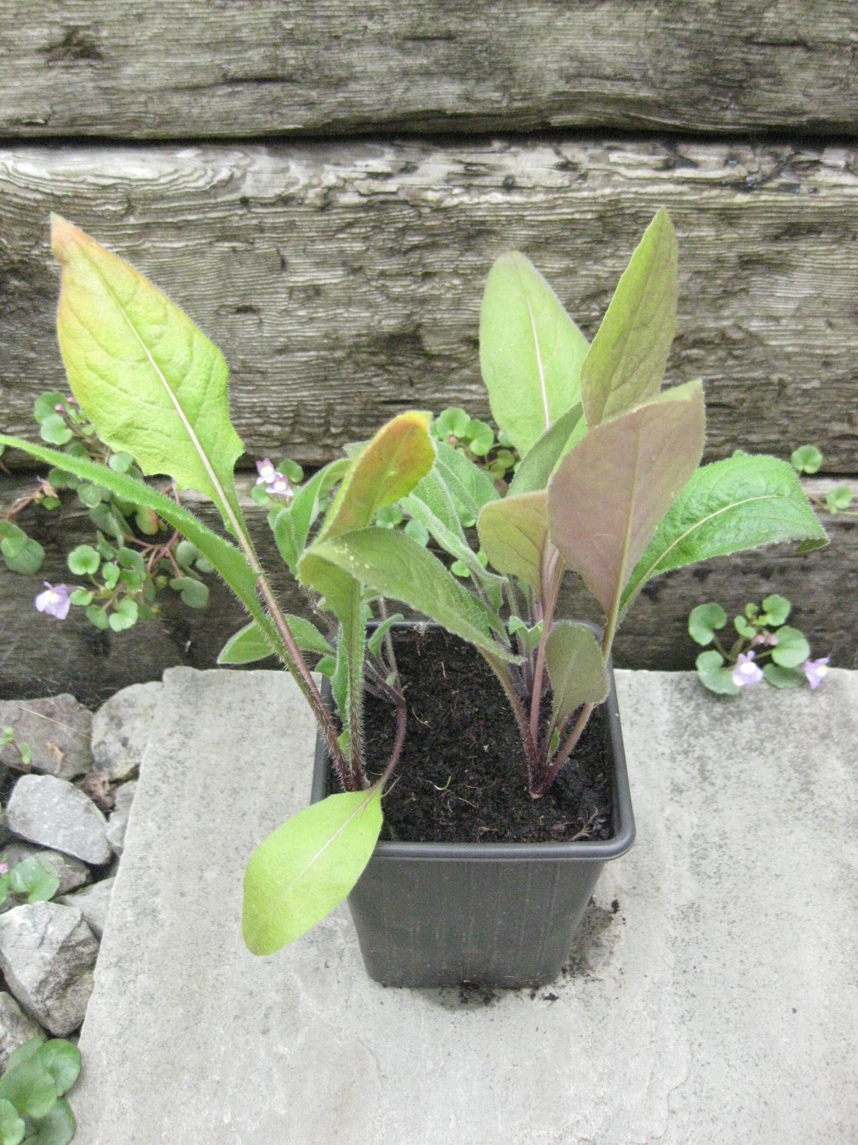 4 x lucky dip Sweet Rocket (Hesperis Matronalis) bare root young plants