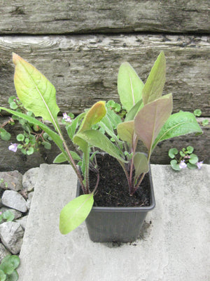 4 x lucky dip Sweet Rocket (Hesperis Matronalis) bare root young plants