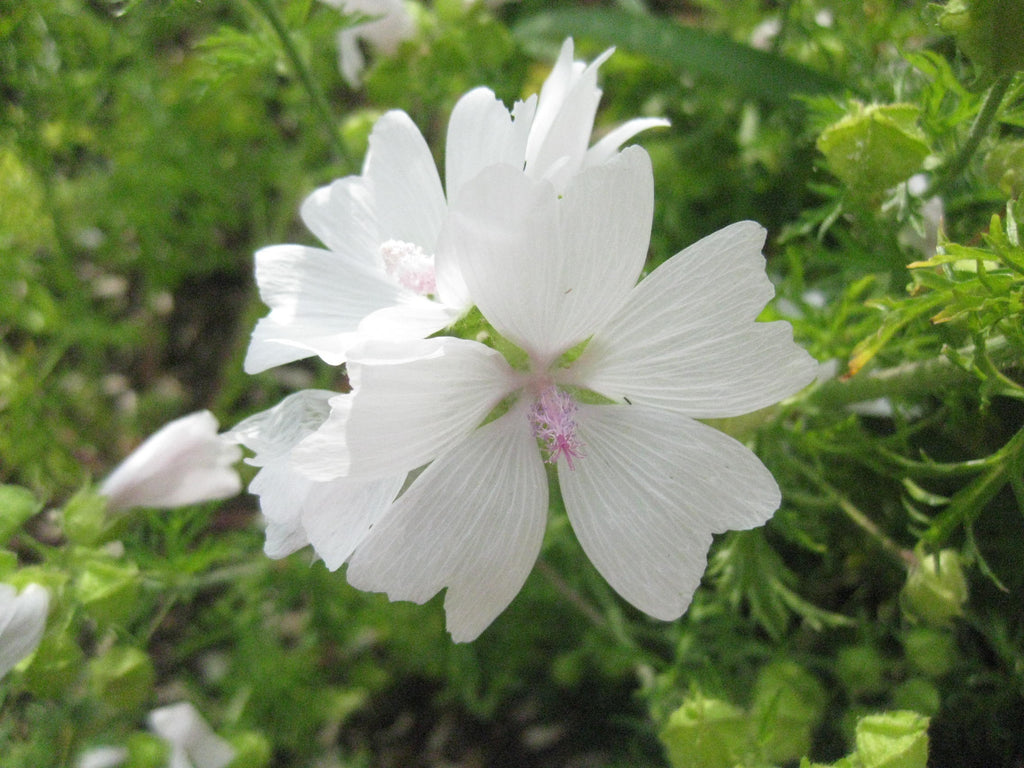 30 x White Musk Mallow (Malva Moschata Alba) fragrant cottage perennial seeds