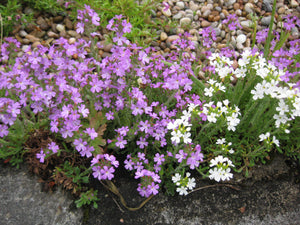 1g (approx 5000) Fairy Foxglove (Erinus Alpinus) mixed white & purple seeds