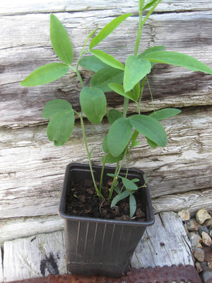 3 x Pink Everlasting Sweet Pea (Lathyrus Latifolius) established young plants