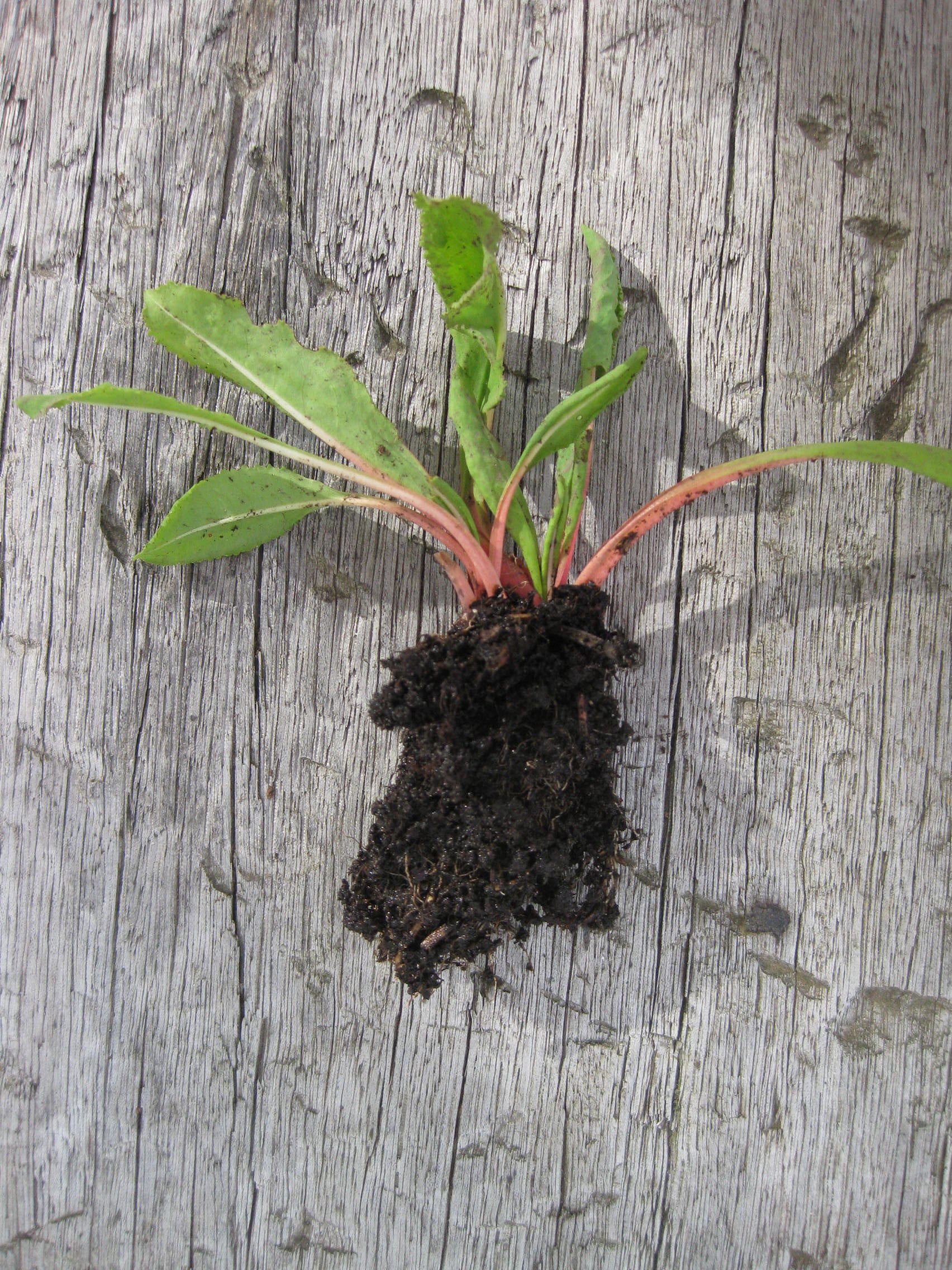 3 x Pretty Purple 'Wanda' Primula established bare root plants