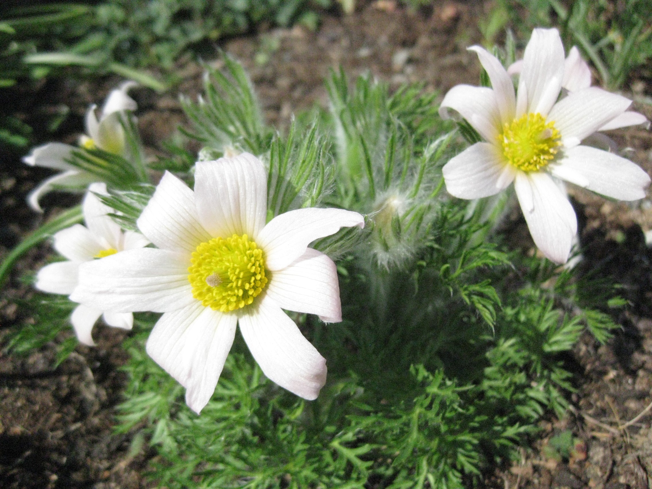 50 x Pearl Bells Pink Anemone Pulsatilla Vulgaris hardy perennial seeds