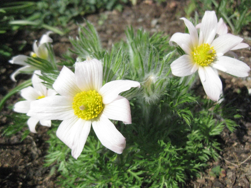 50 x Pearl Bells Pink Anemone Pulsatilla Vulgaris hardy perennial seeds