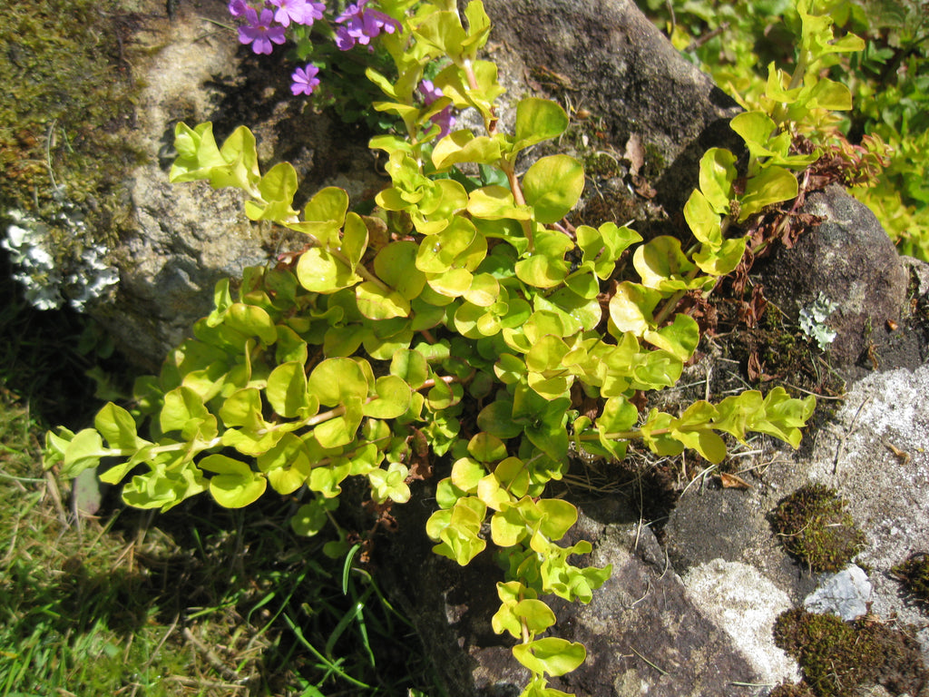 2 x Golden Creeping Jenny (Lysimachia nummularia) bare root pond marginal trailing plants