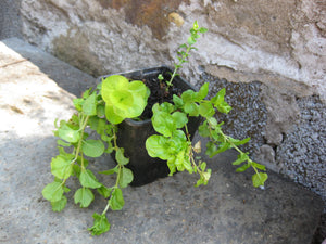 2 x Golden Creeping Jenny (Lysimachia nummularia) bare root pond marginal trailing plants