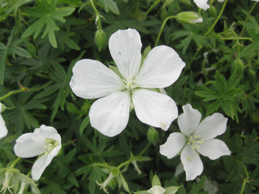 12 x 'Album' Geranium Sanguineum Hardy Cranesbill seeds