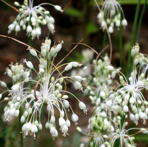 20 x White Allium Carinatum Pulchellum Album 'Keeled garlic' seeds