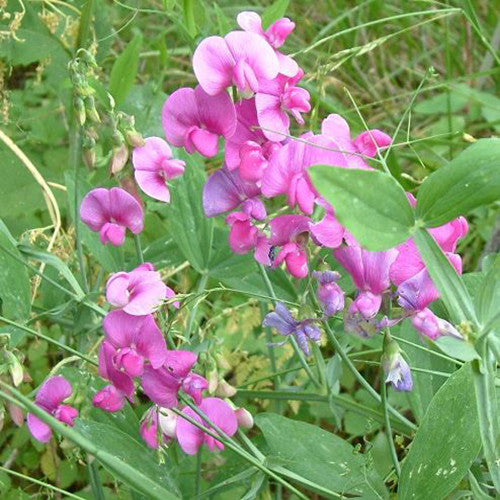 30 x Pink Everlasting Sweet Pea (Lathyrus Latifolius) hardy wild perennial seeds