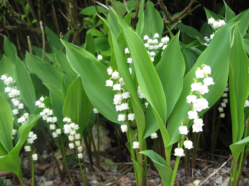 3 x Lily of the Valley BARE ROOT established pips (Convallaria majalis)