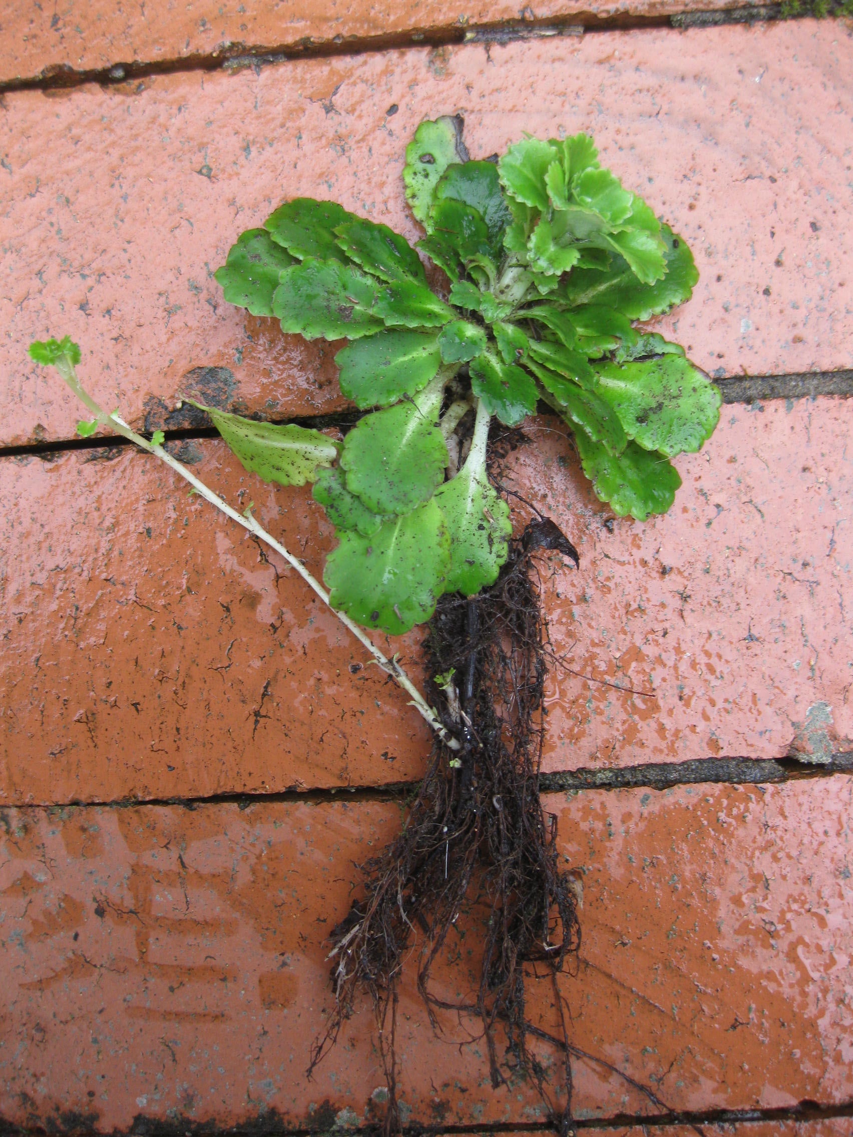 6 x London Pride (Saxifraga Urbium Variegata) Hardy perennial bare root offsets