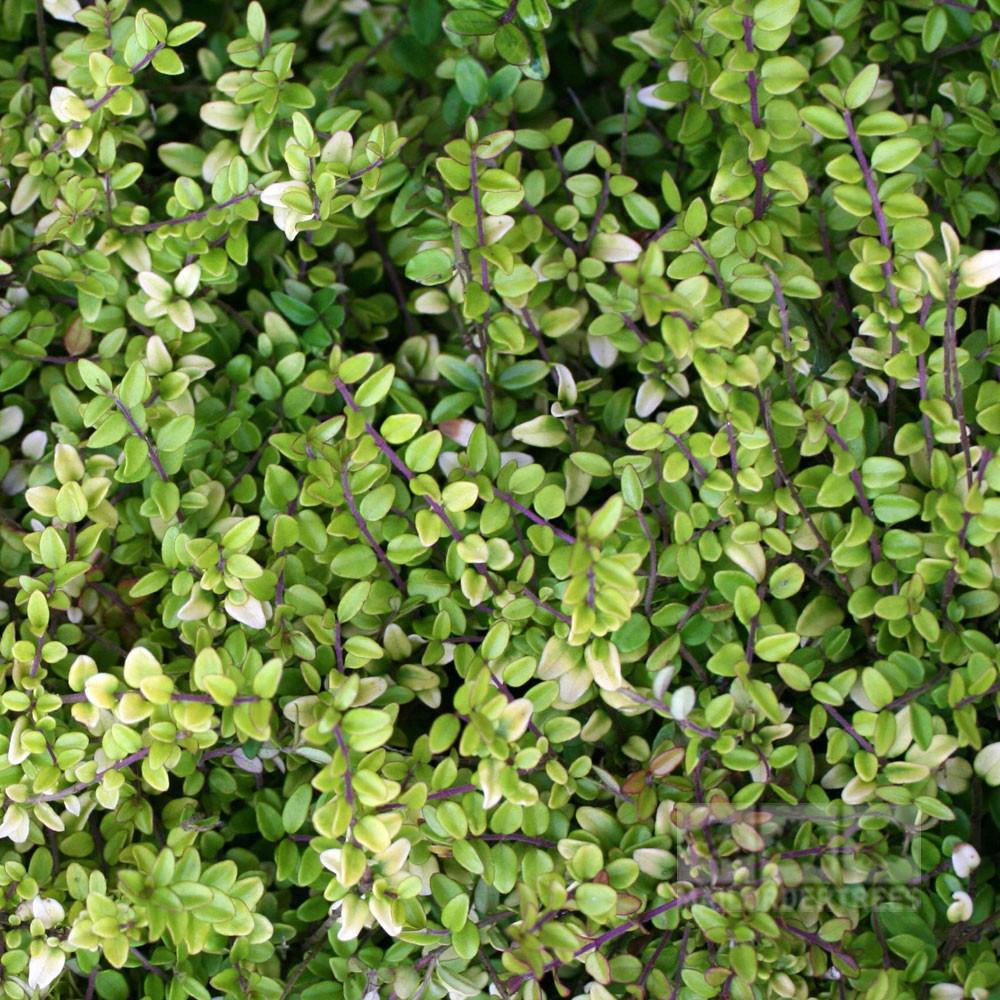 4 x Lonicera Nitida 'Baggesens Gold' Hedging (Box Honeysuckle Tree) bare root plants