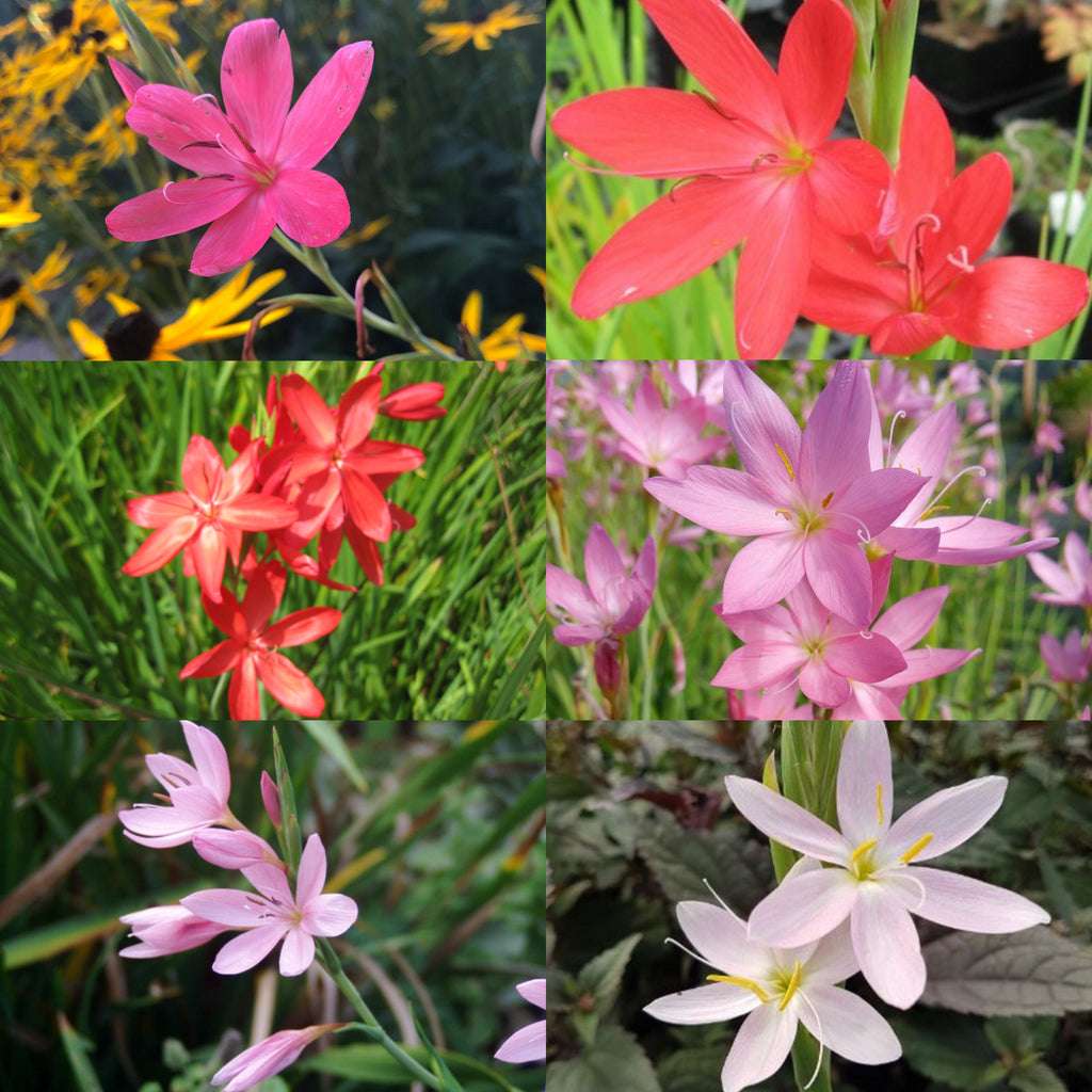 4 x Random selection Kaffir Lily (Hesperantha coccinea) Hardy Perennial plants