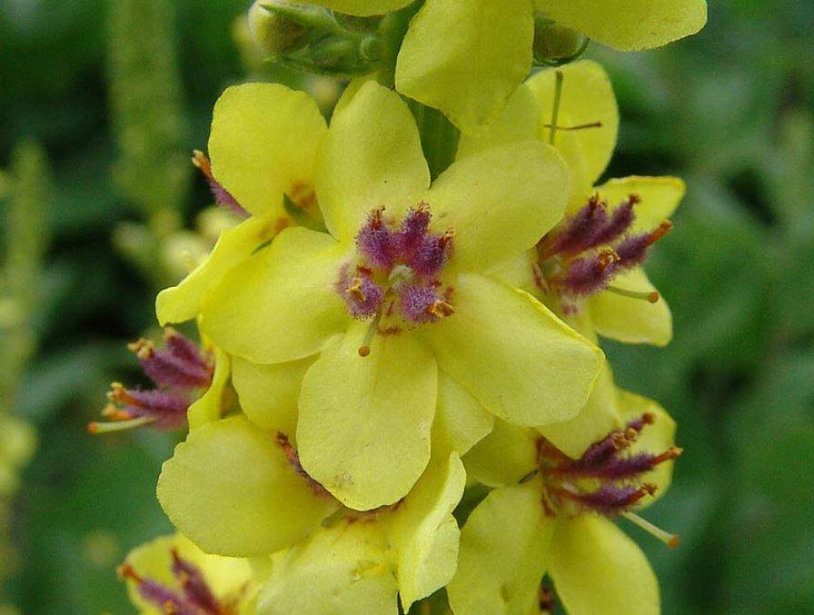 2 x Dark Mullein (Verbascum nigrum) bare root established native plants