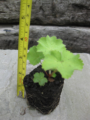 4 x Lady's Mantle (Alchemilla Mollis) bare root XL plug plants