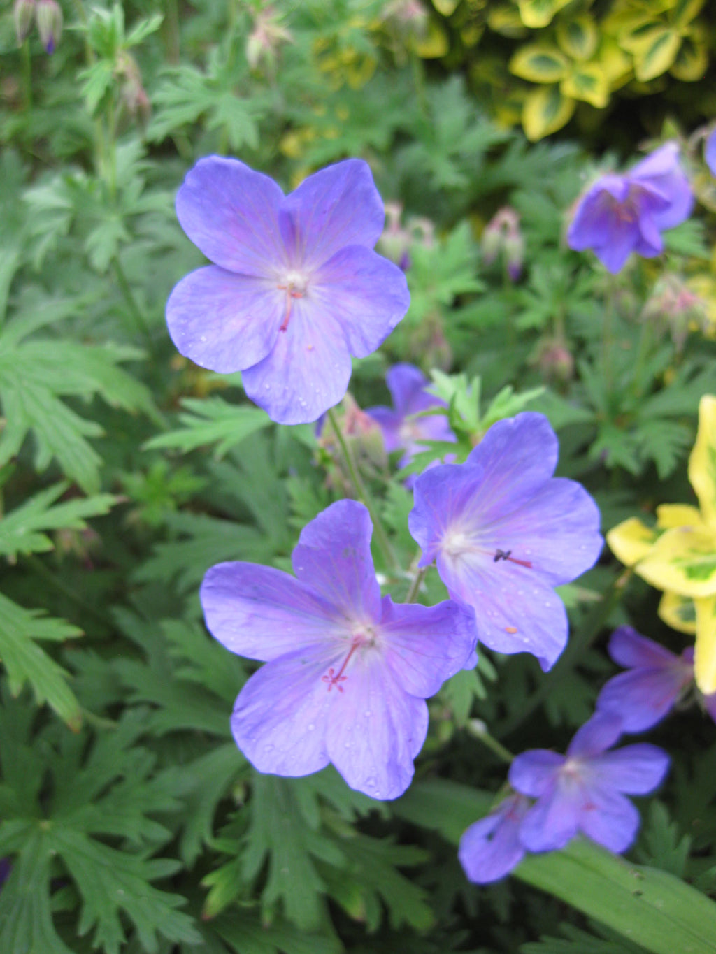 12 x Meadow Cranesbill Wildflower Geranium Pratense Hardy Perennial Seeds