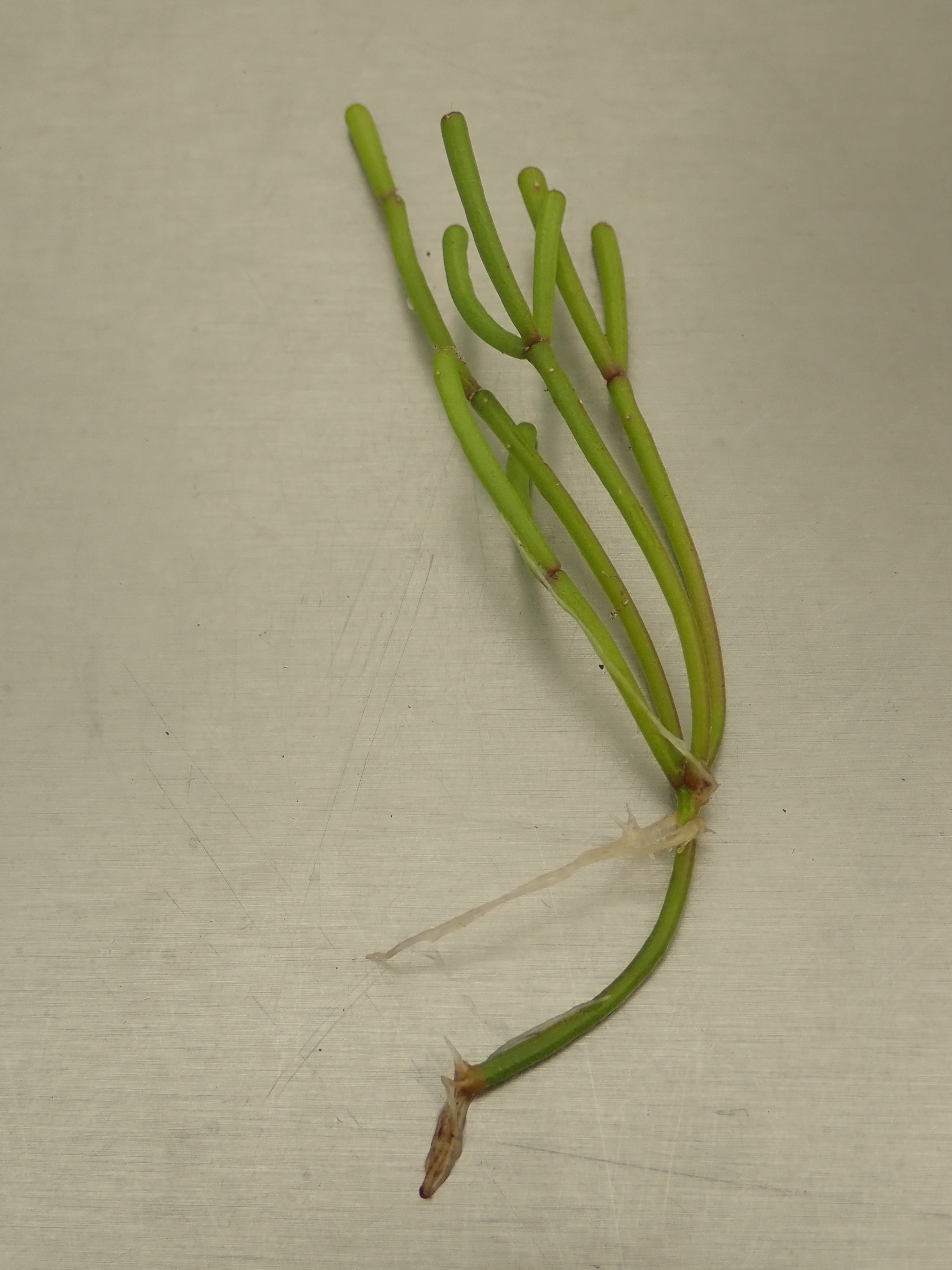 1 x healthy rooted Mistletoe Cactus (Rhipsalis Cassutha) Houseplant cutting